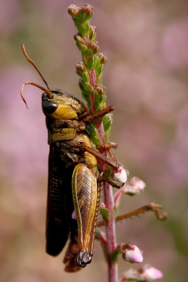 insect-7480961_1280.jpg