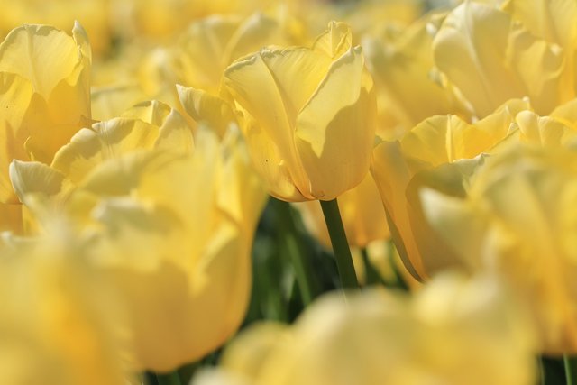 tulips-4155725_1280.jpg