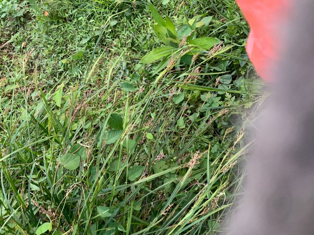IMG_3158.jpeg
