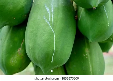 green-papaya-contains-latex-enzyme-260nw-1852873609.webp