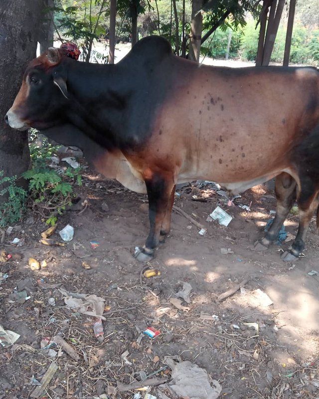 A - The black & brown bull, when the tumour first started growing, on March 17.jpg