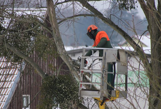 Man in a cherry picker pruning a tree.jpg