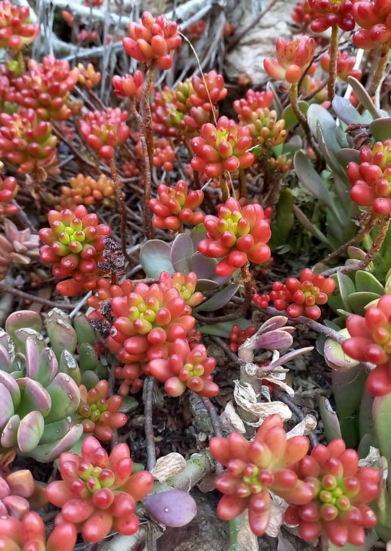 sedum1.jpg