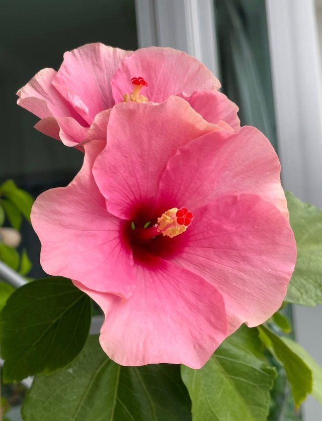 IMG_20250905_085359.jpg
