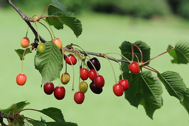 640px-Sauerkirschenfrucht_Prunus_cerasus_2.JPG