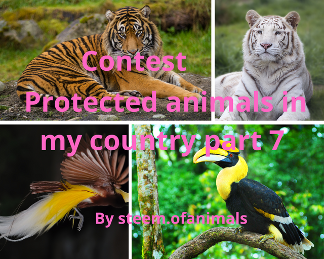 Protected animals in my country (2).png