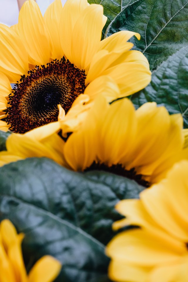 close-up-photography-of-a-sunflower-4622941.jpg