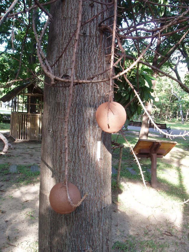 Queen Sirikit Park - Cannonball tree