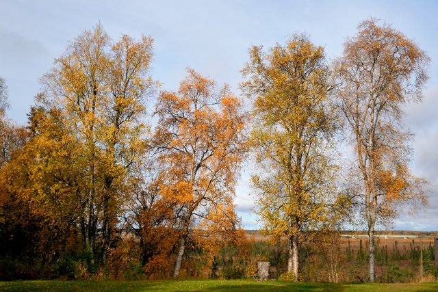 DSC_8475 - Copy trees bistro resized cropped.jpg