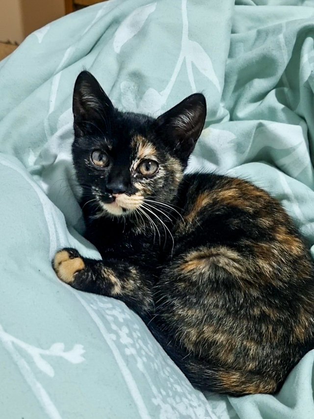 Tortoiseshell Cat