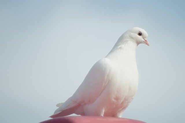 animal-bird-pigeon-75973.jpg