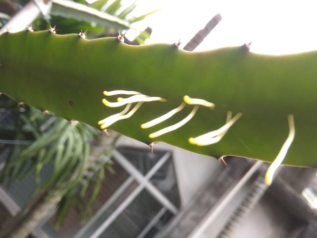 ph6.jpg
