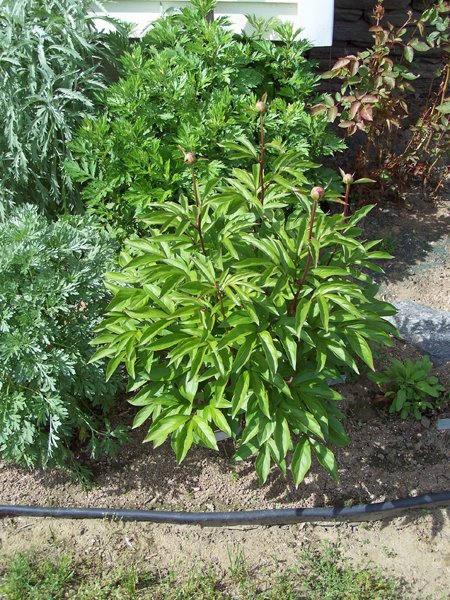 South Herb - peony with 4 buds crop May 2019.jpg