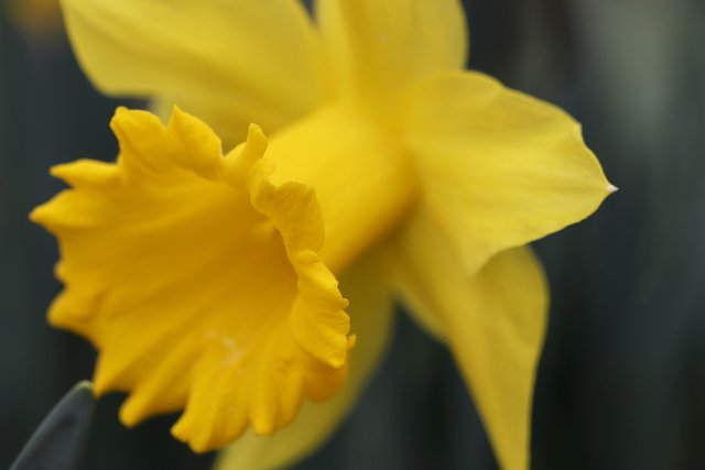 narcissus-4895641_1920.jpg