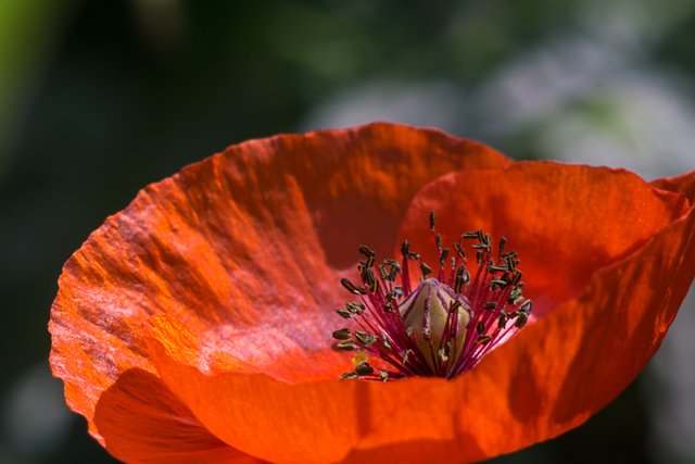 23-07-2018-poppy-03188.jpg