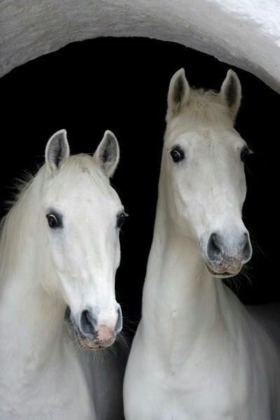 cavallo bianco .jpg