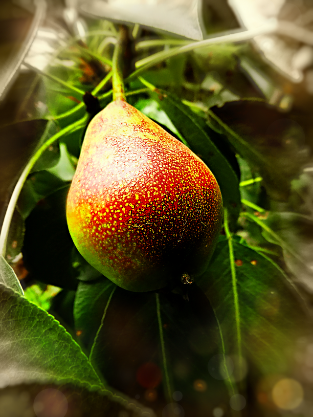 1frDSC08235.png