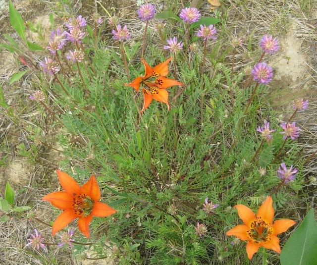 tiger lily in patch of red clover.JPG