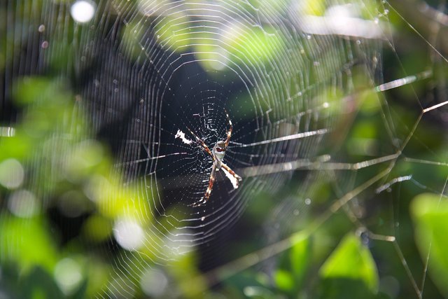 spider-web-2574052_1280.jpg