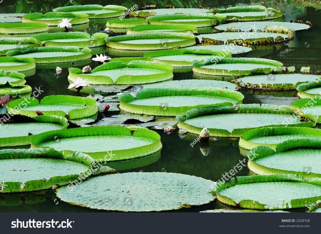 stock-photo-lotus-leaf-floating-on-the-water-2028708.jpg