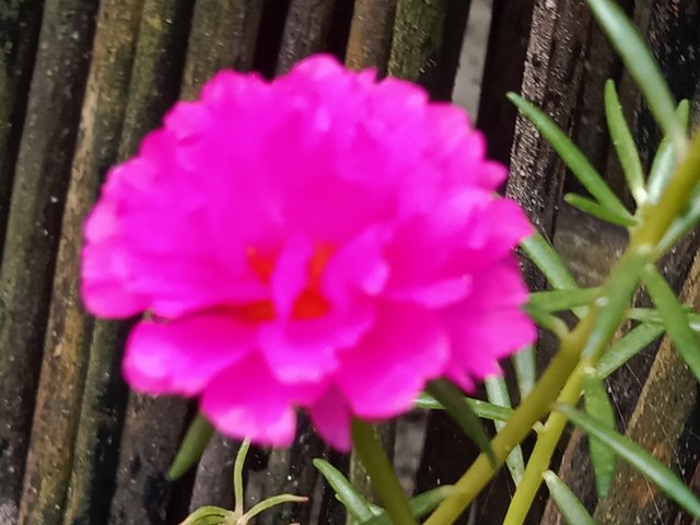 IMG_20250925_072039.jpg
