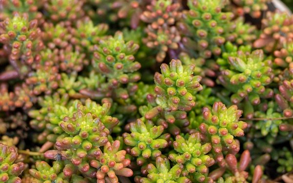 44567948_sedum-rubrotinctum-succulent-in-spring-season.jpg