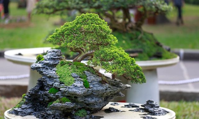 Bonsai Tree.jpg