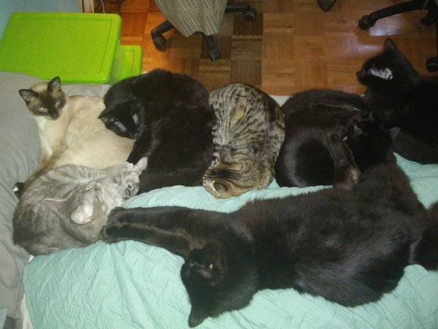 7 cat cuddle puddle.jpg