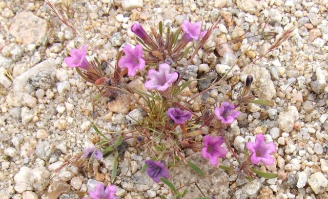 1220-DesertViolets.jpg