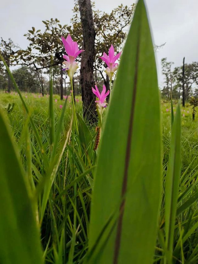 Chaiyaphum66.jpg