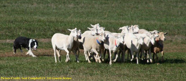 sheep flocking Border Collie_sheepdog_trial Scot Campbell 2.0 generic.jpg