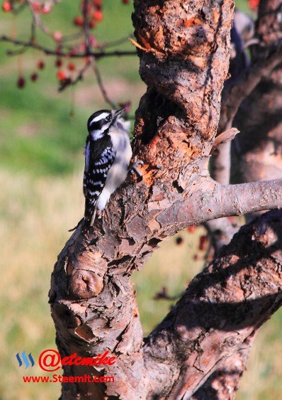 Downy Woodpecker PFW25.jpg