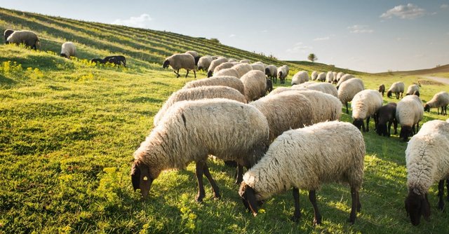 35411-sheep-shepherd-field-psalm23.1200w.tn.jpg