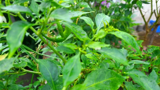 20250703_174816.jpg