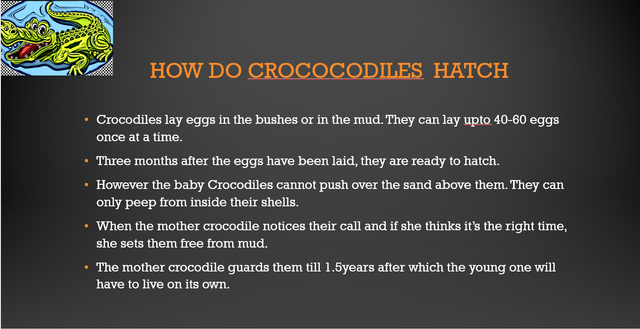 haveyou heard croc1.png