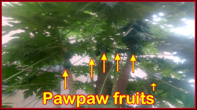Some-of-the-pawpaw-fruits.jpg
