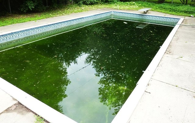 phin-green-pool.jpg