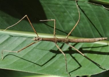 insect bicho-palo.jpg