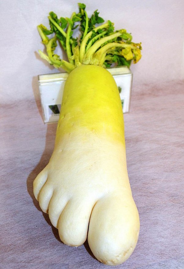 Foot Shaped Radish.jpg