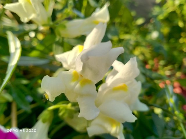 snapdragon (3).jpeg