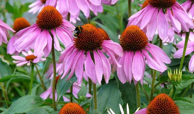 echinacea_purpurea_03_opt.jpg