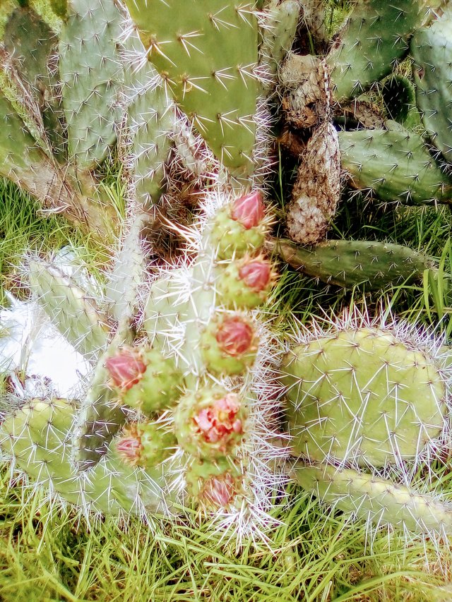 flores de cactus, avestruces 026.jpg