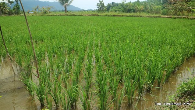 Institut_Agroekologi_Indonesia_Marga_Cinta_Konawe_Selatan (4).JPG