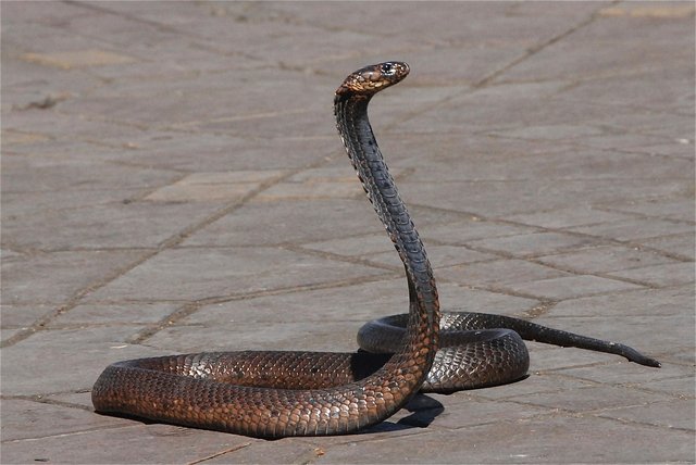 snake-1758994_1280.jpg