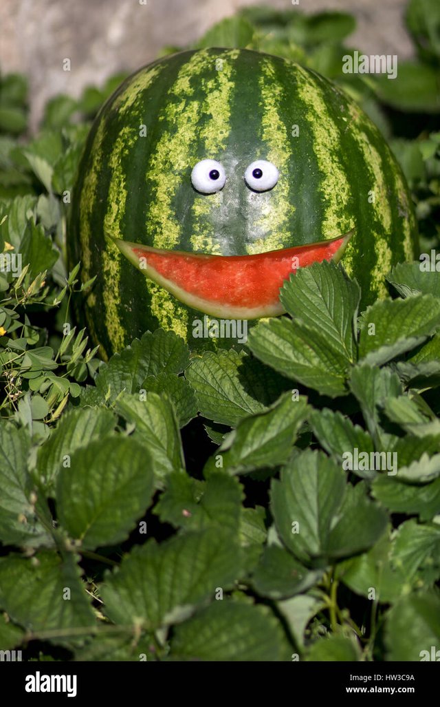 watermelon-on-a-garden-cheerful-funny-watermelon-with-carved-a-smile-HW3C9A.jpg