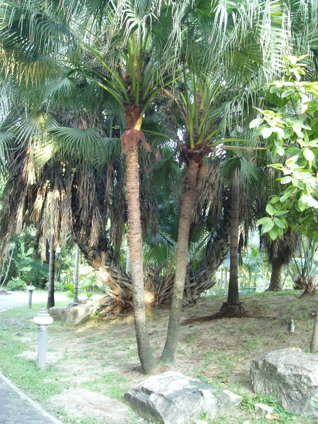 Queen Sirikit Park - palms