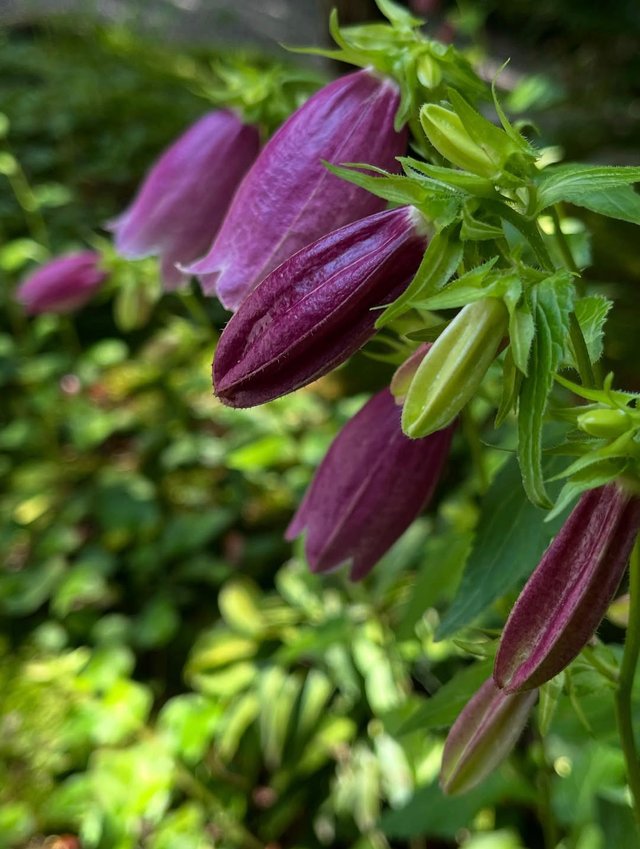 IMG_20250604_080601.jpg
