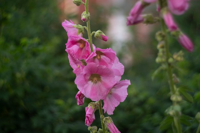 DSC05737.jpg