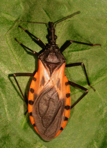 Triatoma_dimidiata-adult-rotated-completed.png