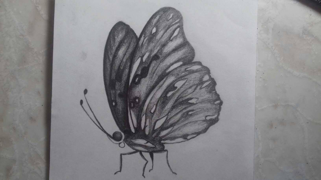 How to draw a BUTTERFLY with PENCIL  step by step easy  YouTube